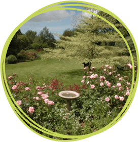 Stogumber Gardens Birdbath and Roses